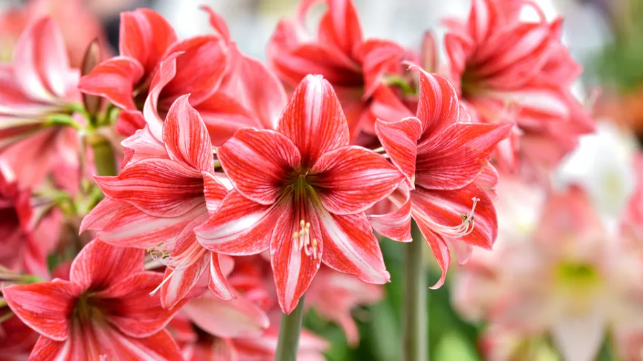 Amarylka a hvězdník