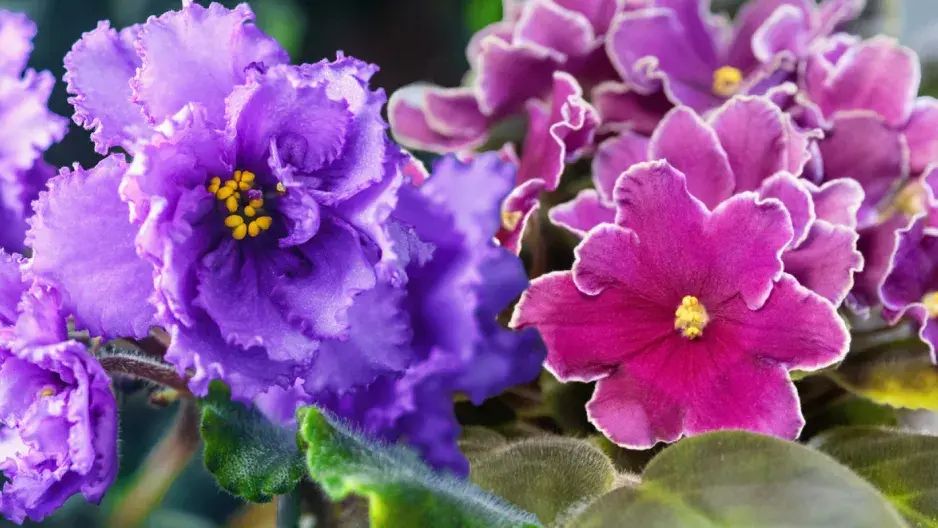 Množení pokojovek: Africká fialka z listu krok za krokem ve fotografiích