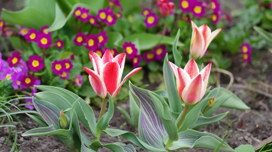 Botanické tulipány