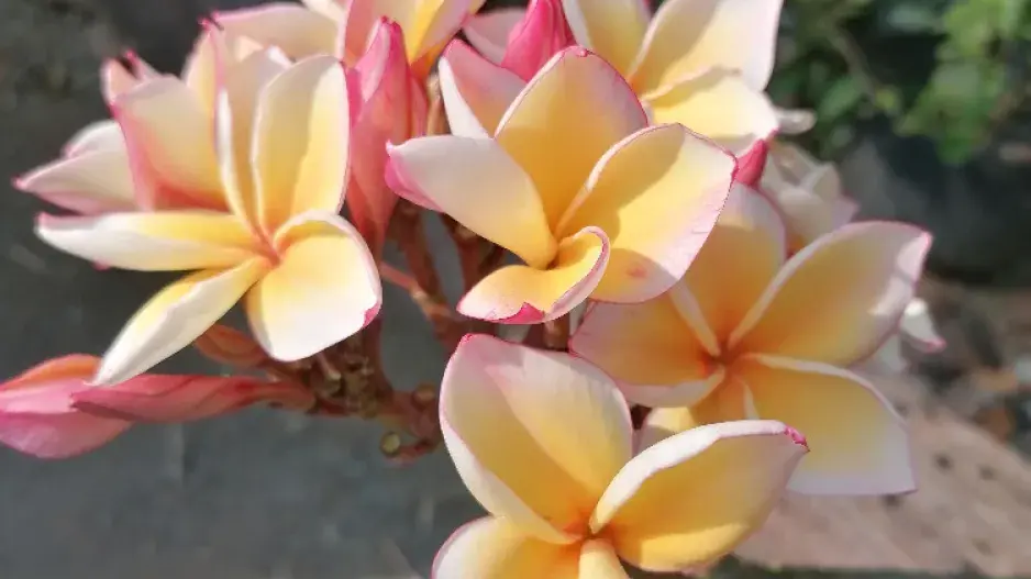 Exotické rostliny z Thajska