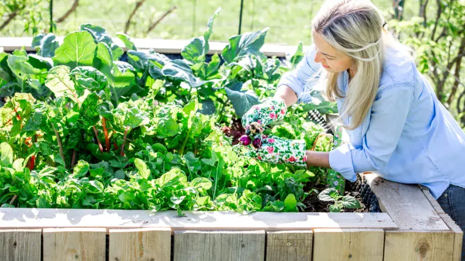 ​​​​​​​Bezúdržbový záhon