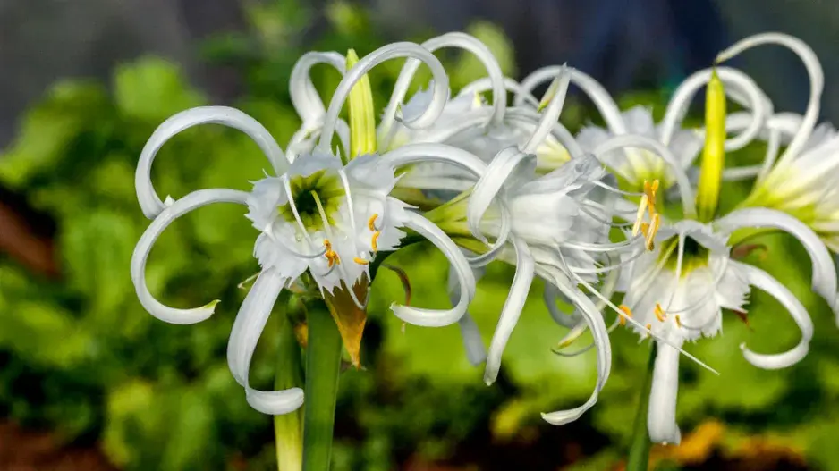 Méně známé cibuloviny