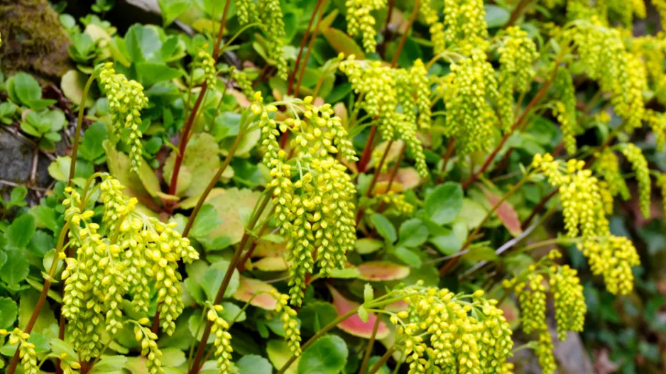 Sukulenty v zahradě