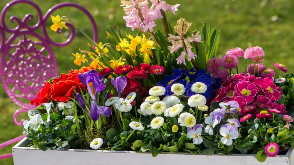 jarní truhlíky jarní truhlíky