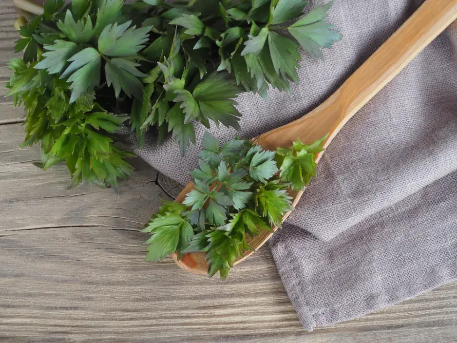 Pěstování libečku