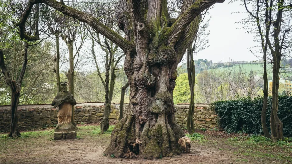 Nejúchvatnější a památné chráněné dřeviny České republiky