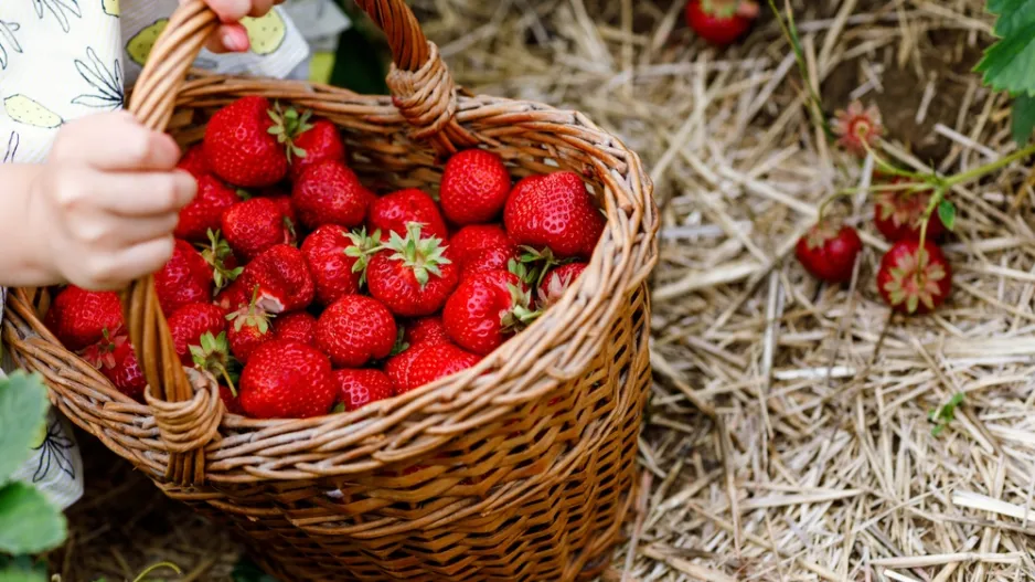 Péče o jahodníky obrazem: Jarní kroky pro maximální úrodu