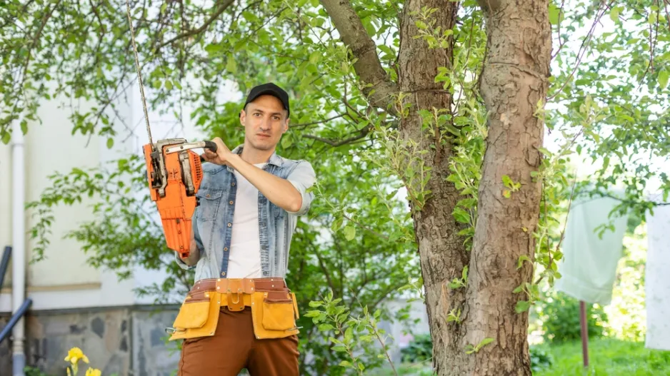 Stávající dřeviny v zahradě Stávající dřeviny v zahradě