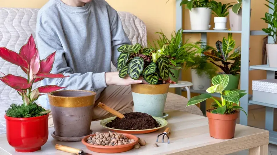 Jarní přesazování pokojových rostlin