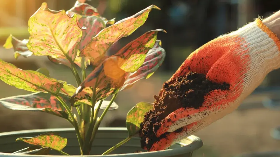 Použití starého substrátu Použití starého substrátu