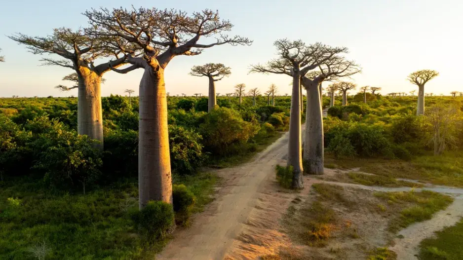 Pěstování baobabu v Česku Pěstování baobabu v Česku