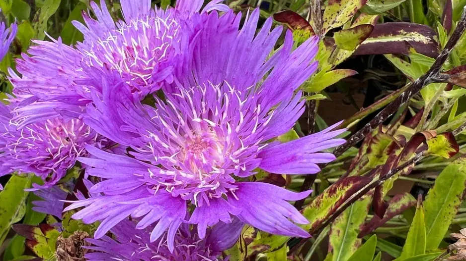 Stálezelená trvalka stokésie