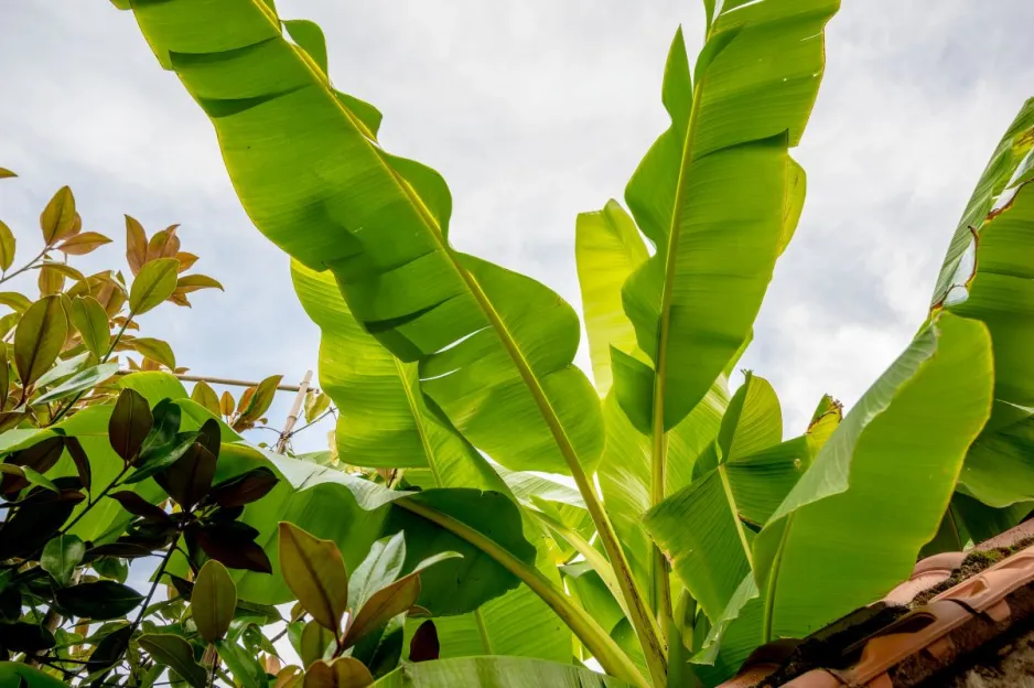 Pěstování banánovníků v zahradě Pěstování banánovníků v zahradě