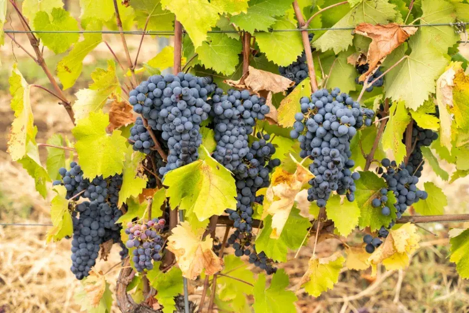 Vedení vinné révy Vedení vinné révy