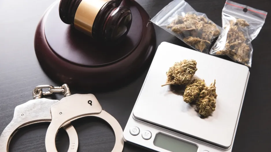 Pěstování máku a konopí: rostliny, které mohou být na zahradě legálně, ale jen za určitých podmínek