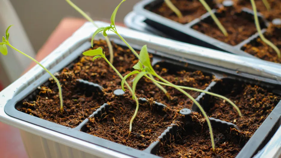 Předpěstování rostlin 