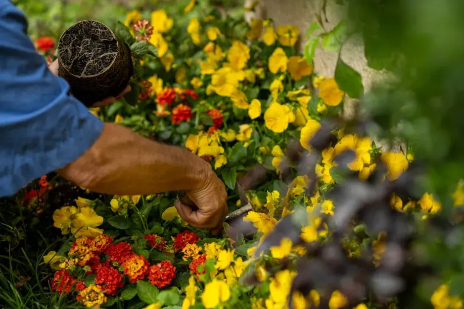 Květiny pro zdravé záhony 