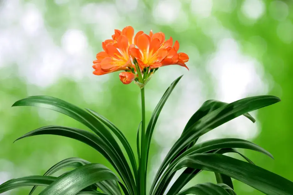 Množení pokojovek dělením: Klívie od přerostlého trsu po nové rostliny Množení pokojovek dělením: Klívie od přerostlého trsu po nové rostliny