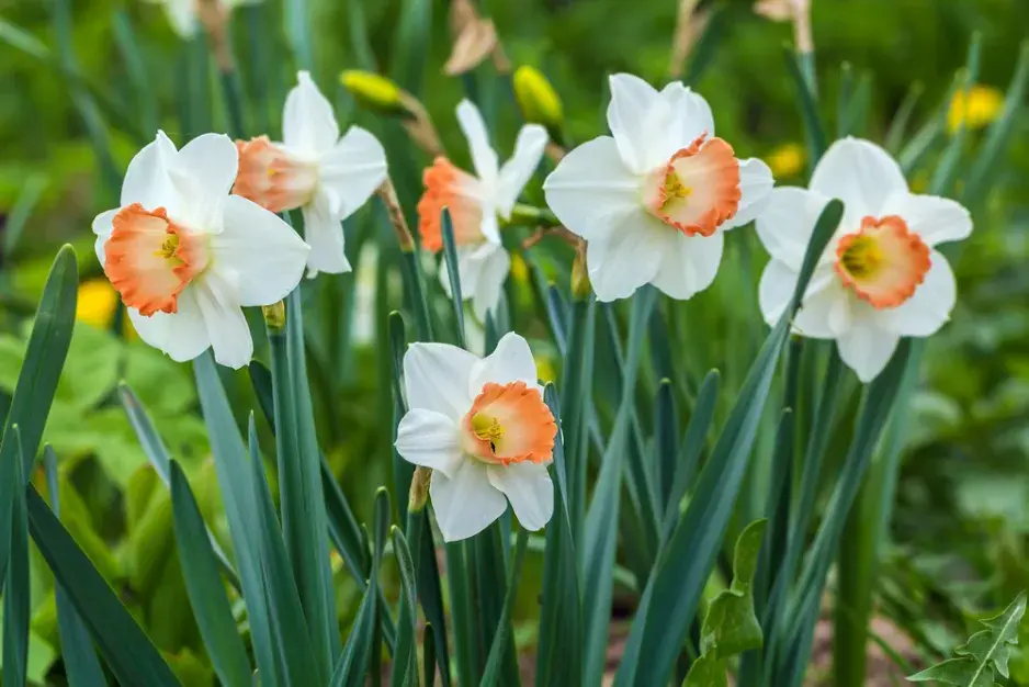 Jarní barvy na zahradě Jarní barvy na zahradě