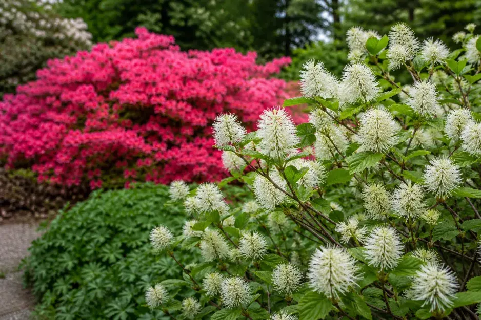 Kuska (Fothergilla) 