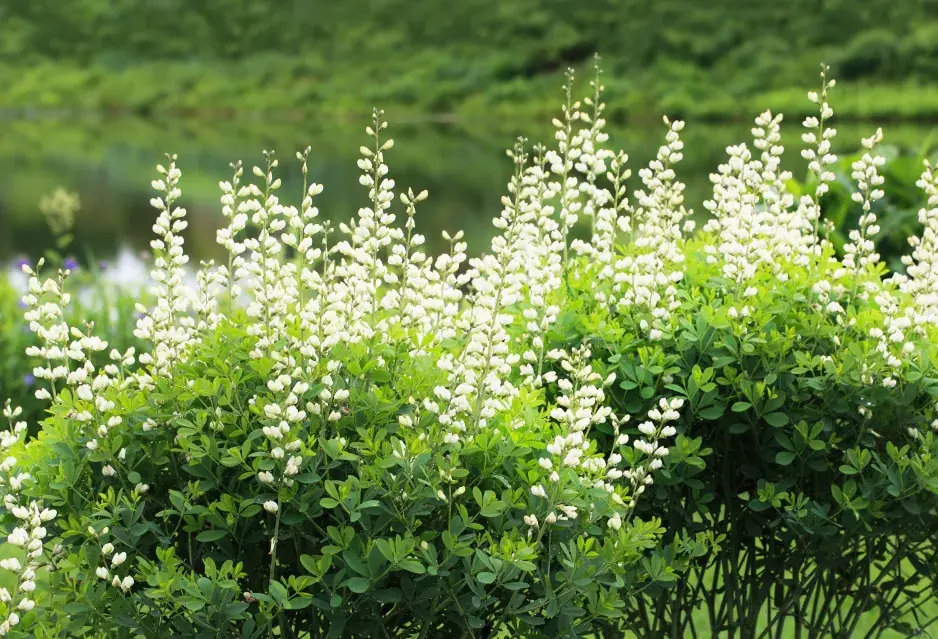 Málo známé trvalky Málo známé trvalky