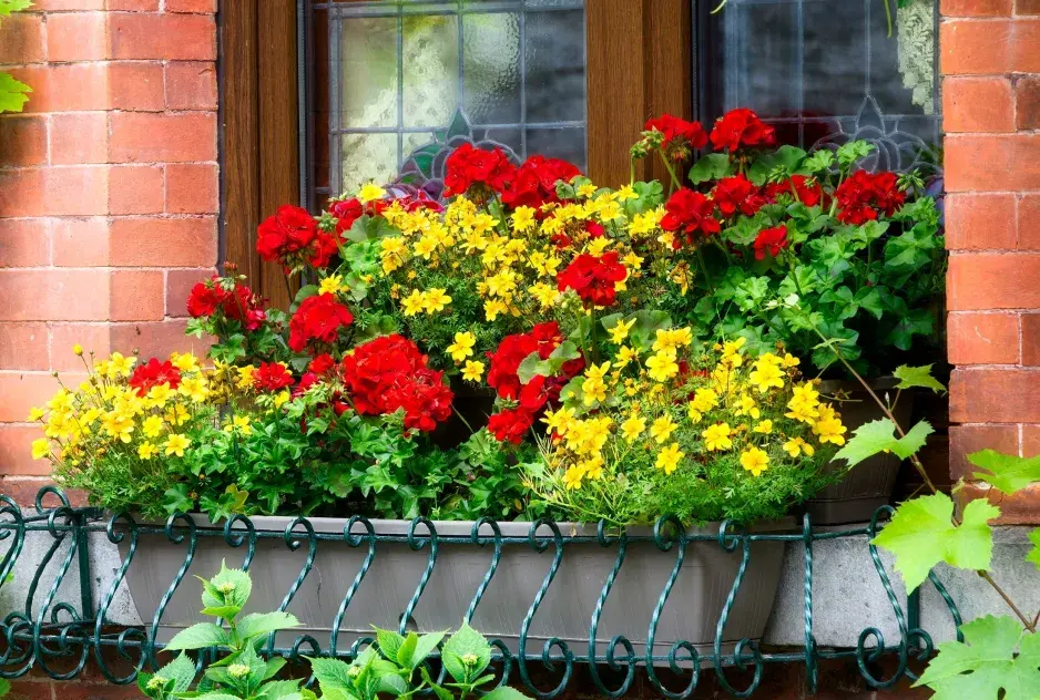 Doplňkové rostliny pro muškáty 