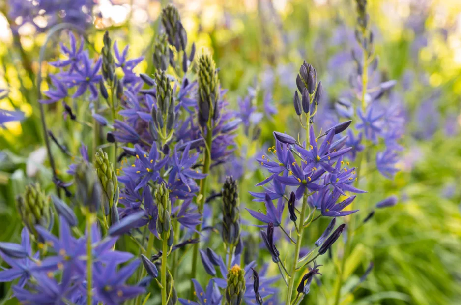 ladoník modrý (Camassia leichtlinii) 
