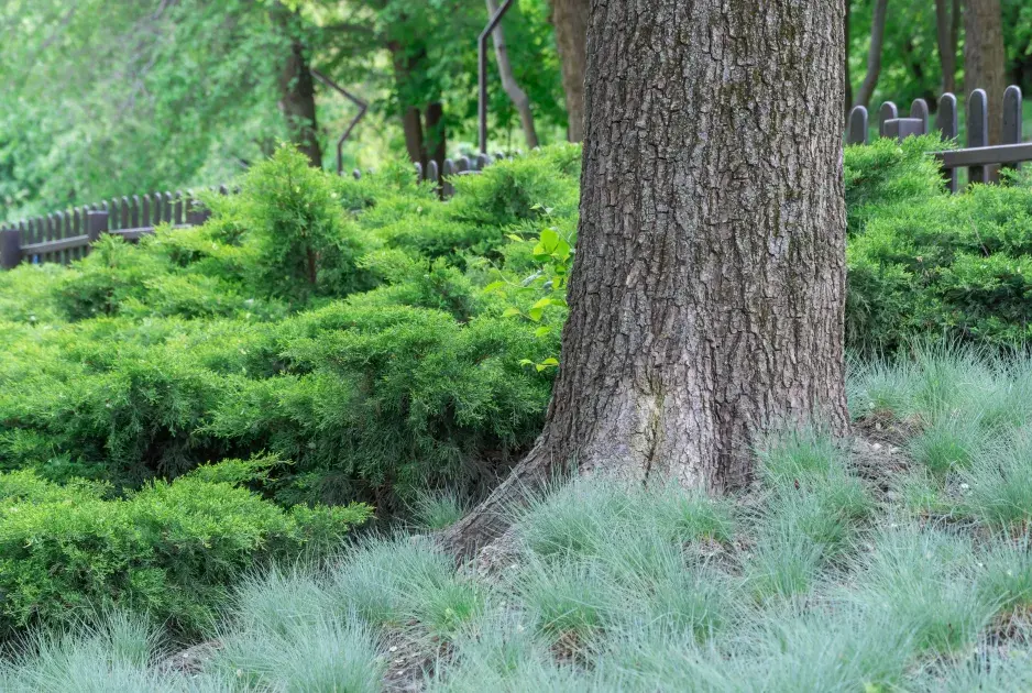 Náhrada trávníku Náhrada trávníku
