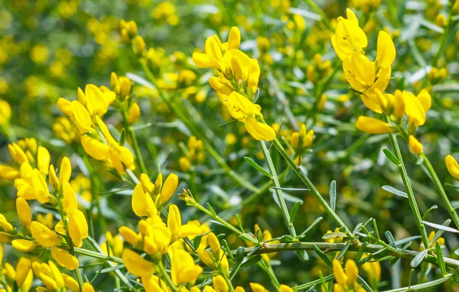 Kručinka lydijská (Genista lydia) 