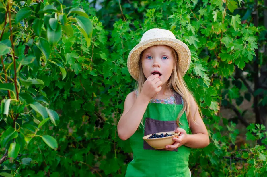 Zapomenuté jedlé keře: Dřín, muchovník, aronie a další staré odrůdy na fotografiích Zapomenuté jedlé keře: Dřín, muchovník, aronie a další staré odrůdy na fotografiích