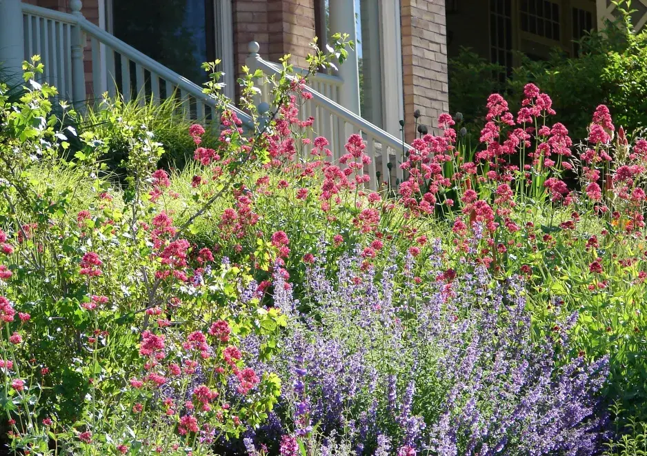 Nejdéle kvetoucí trvalky 