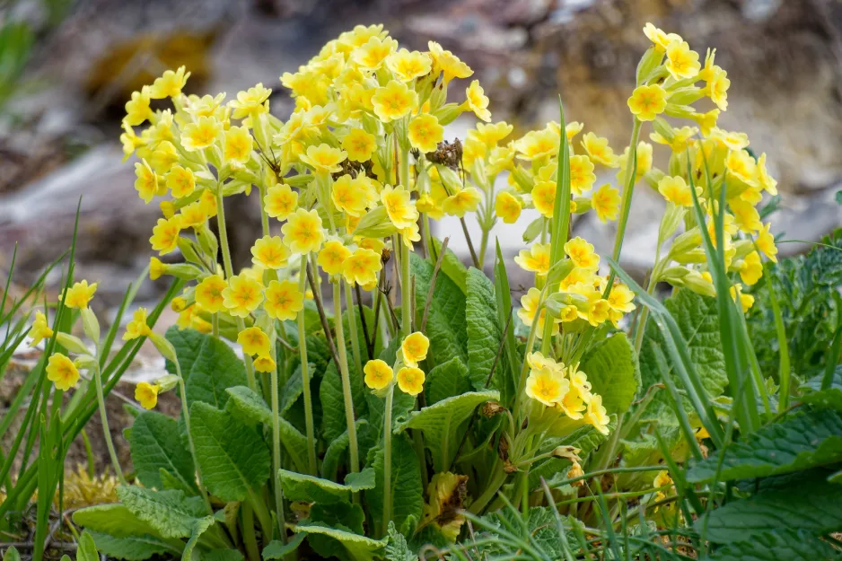 Prvosenka vyšší (Primula elatior) 