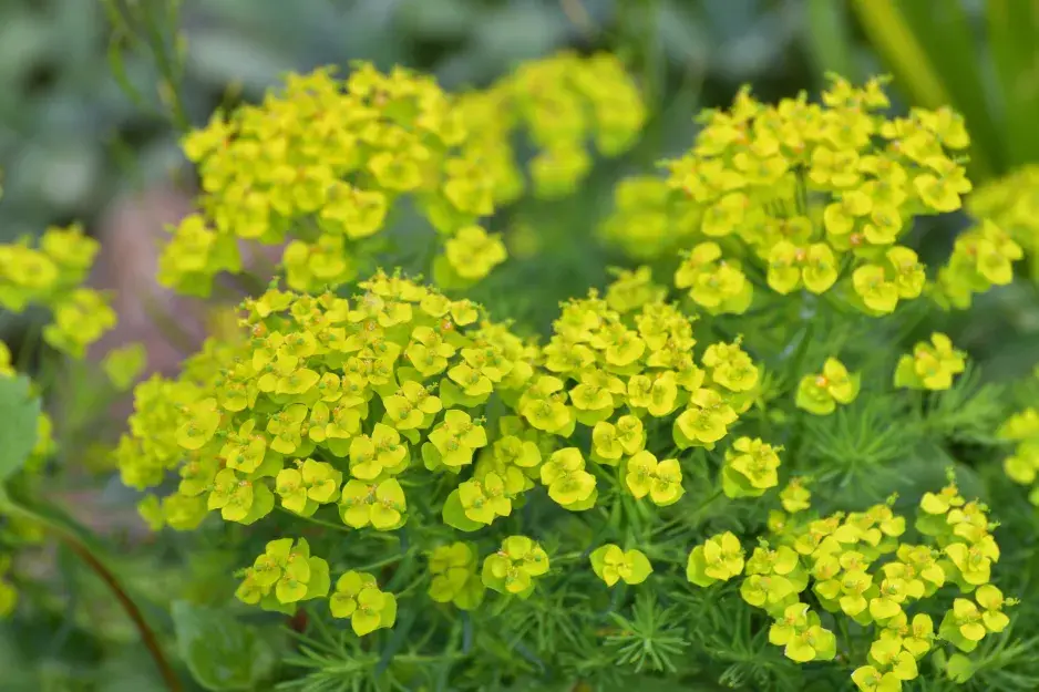 Pryšec chvojka (Euphorbia cyparissias) Pryšec chvojka (Euphorbia cyparissias)