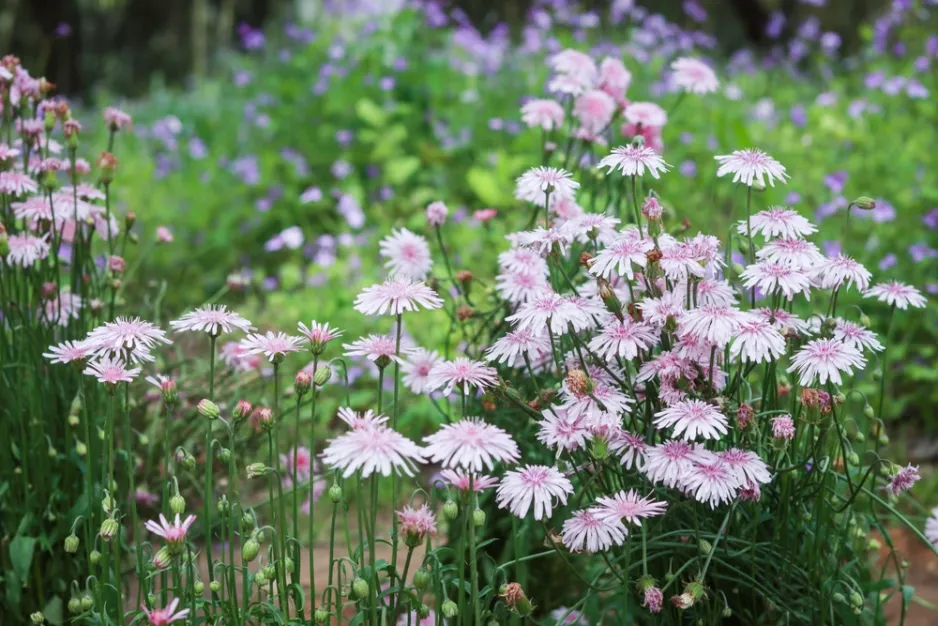 Škarda červená (Crepis rubra) 