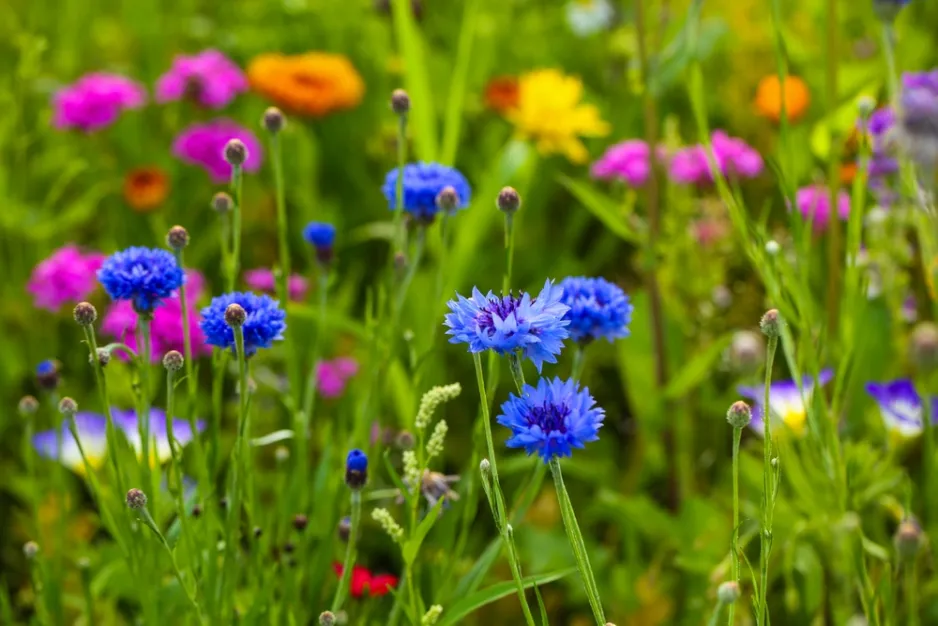 Přímý výsev letniček