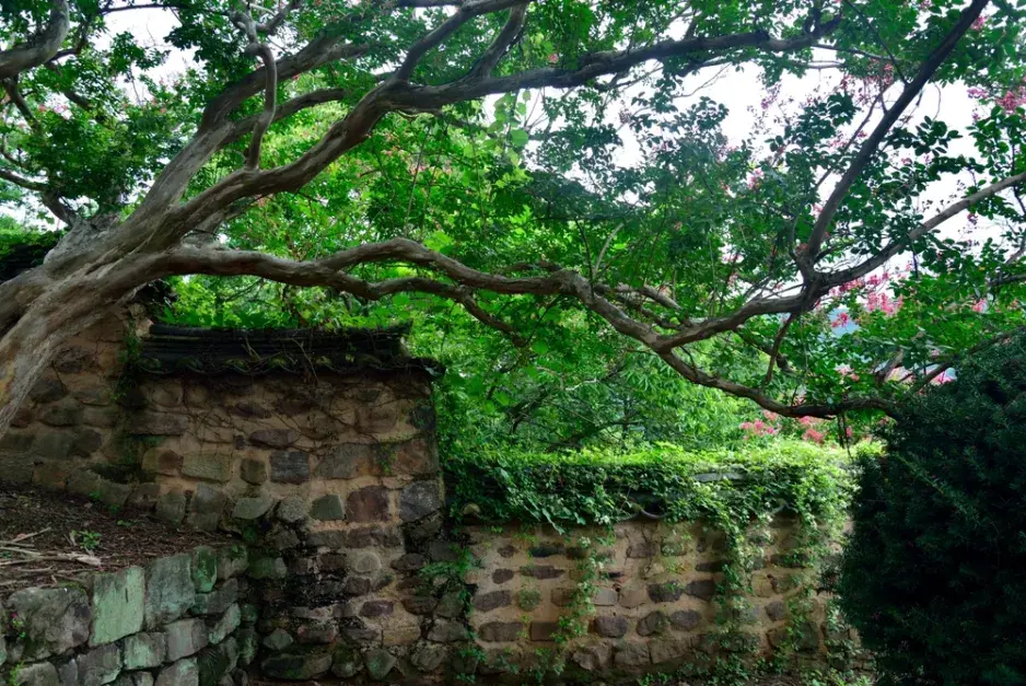 Jak zachránit strom Jak zachránit strom
