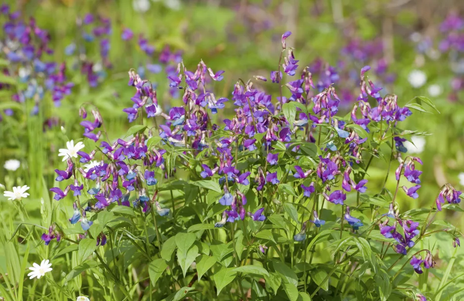 Hrachor jarní (Lathyrus vernus) 