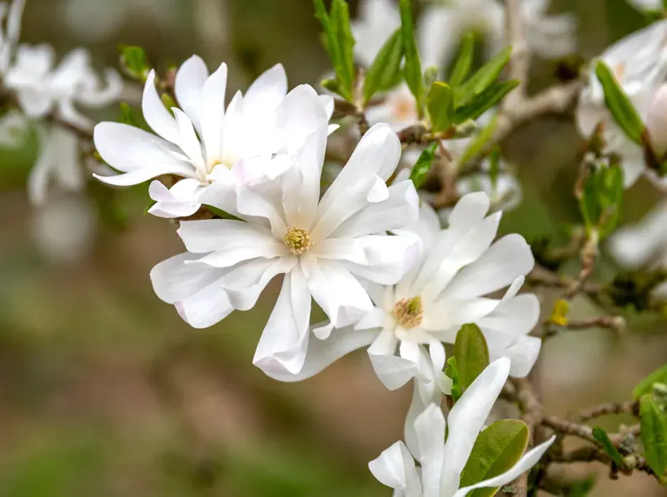 Magnólie hvězdovitá (Magnolia stellata) 