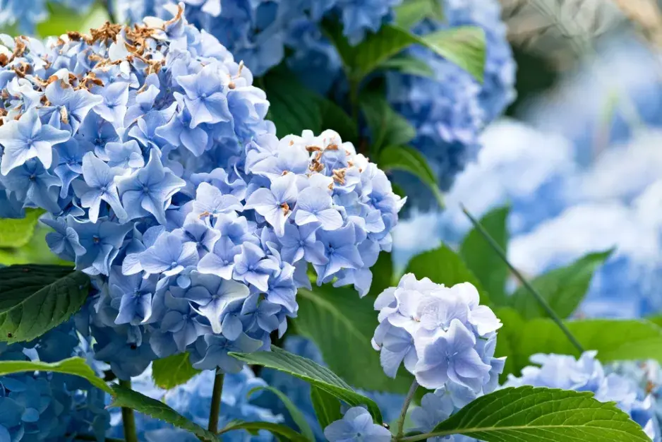 Chcete opravdu modrou hortenzii? Tohle rozhoduje o barvě květů víc než sazenice z obchodu