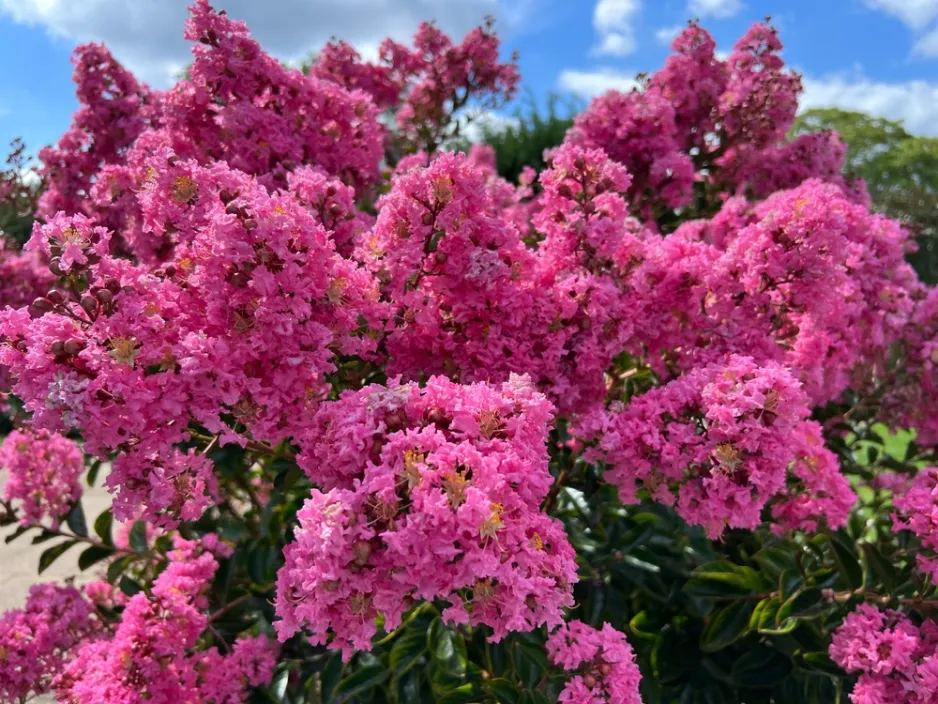 Okrasná dřevina pukol