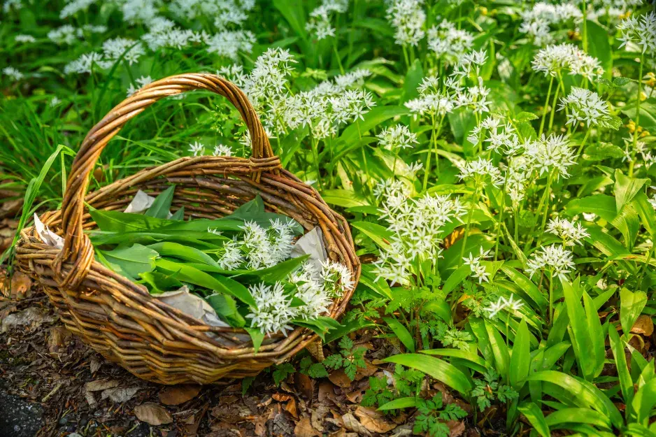 Medvědí česnek (Allium ursinum) 