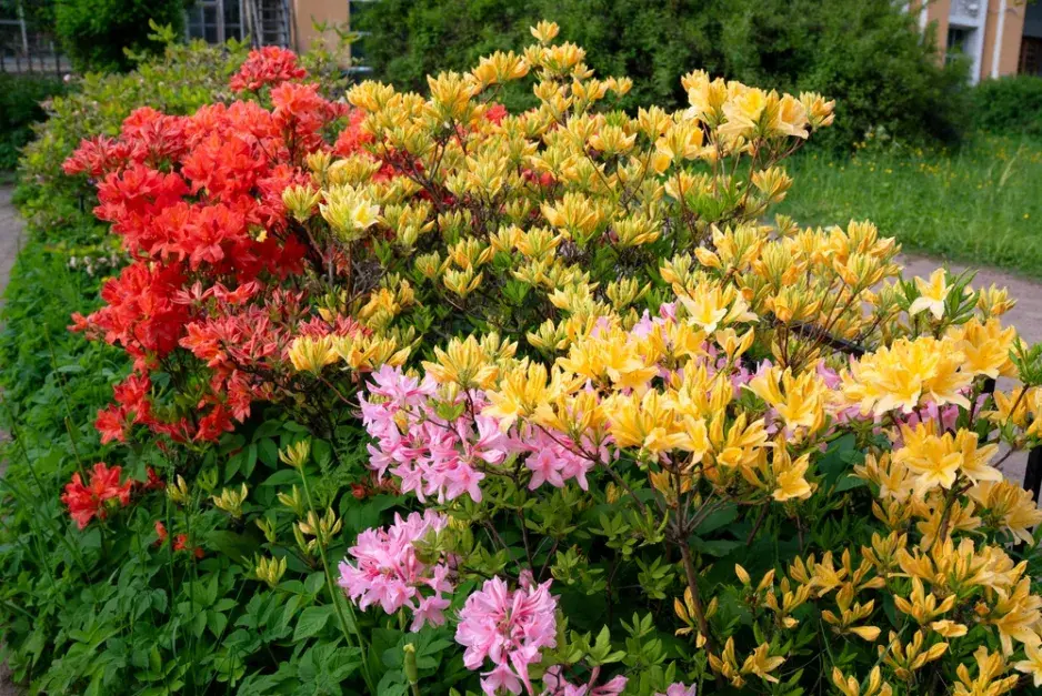 Japonské azalky: Inspirace z barevné zahrady