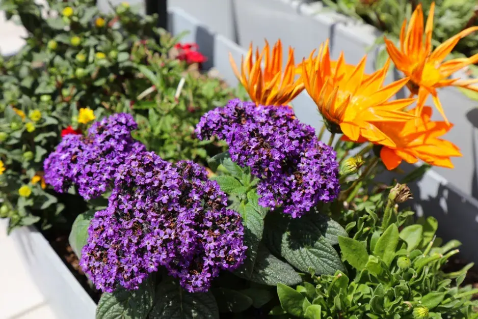  Jak pěstovat voňavý vanilkový keřík celé roky