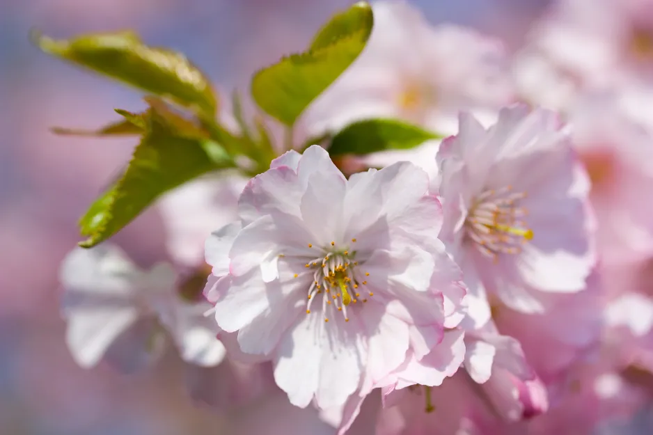 Slivoň Sargentova (Prunus sargentii) Slivoň Sargentova (Prunus sargentii)