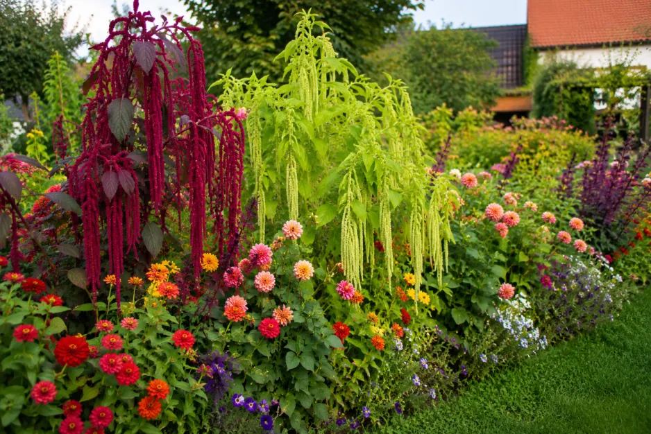 Laskavec neboli amarant (Amaranthus) 