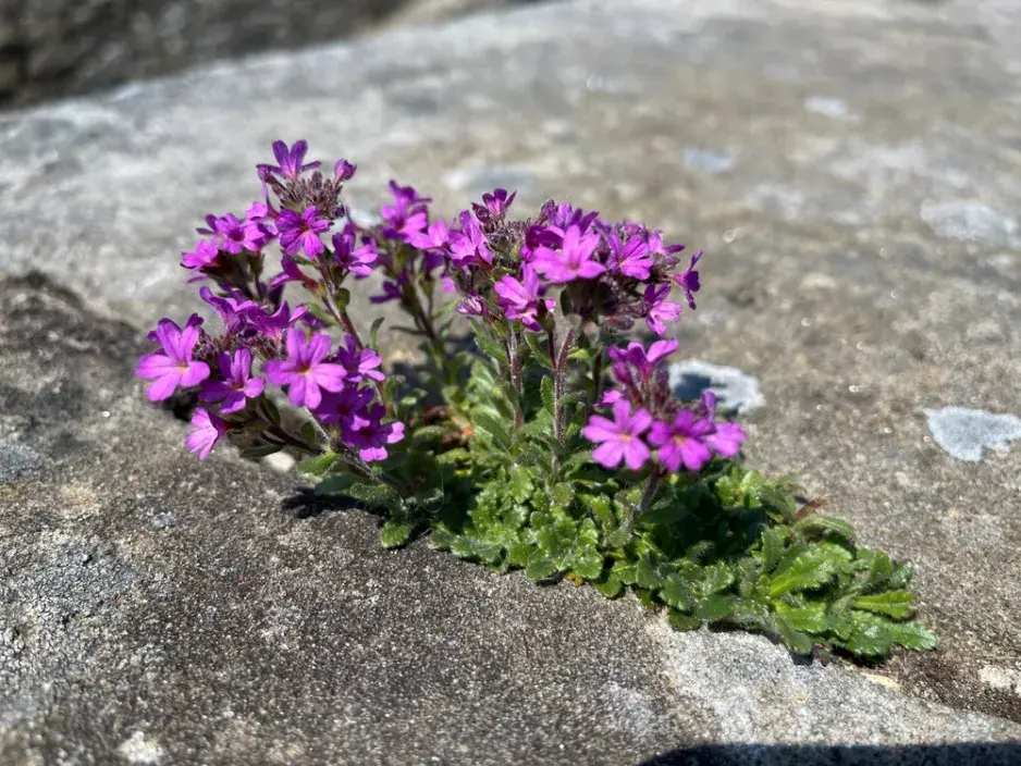 Nemléč alpský (Erinus alpinus) 