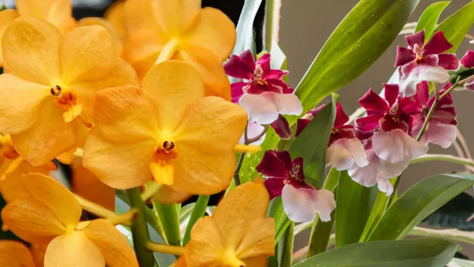 Neobvyklé orchideje, které vás překvapí vzhledem i vůní