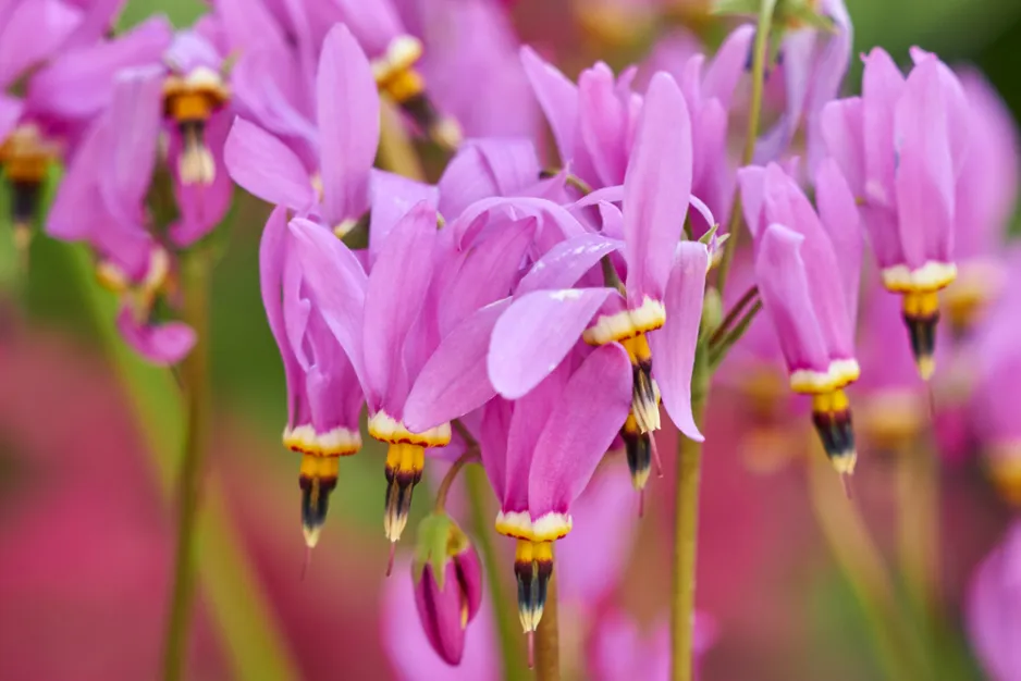 boží květ (Dodecatheon)