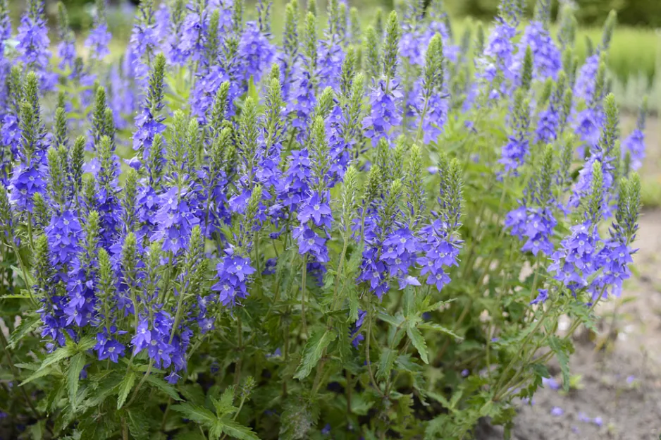 Rozrazil rakouský (Veronica austriaca) Rozrazil rakouský (Veronica austriaca)