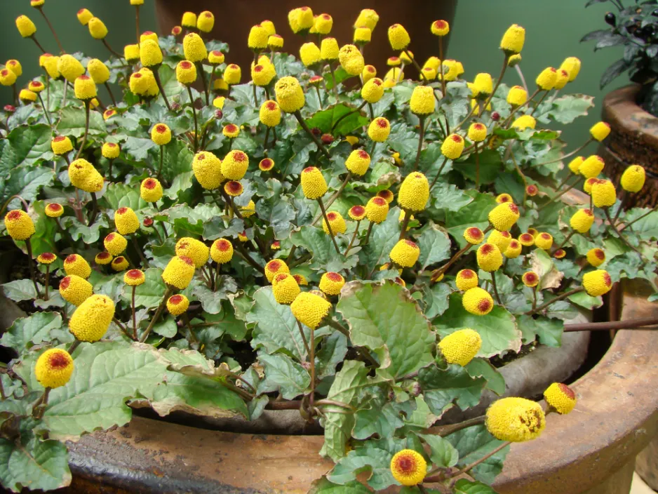 Plamatka zelná (Spilanthes oleracea nebo Acmella oleracea) 